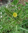 , rough milk thistle, spiny sowthistle, sharp-fringed sow thistle, spiny-leaved sow thistle